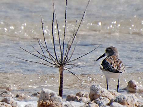 Western Sandpiper (Calidris mauri)