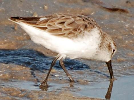 Western Sandpiper (Calidris mauri)