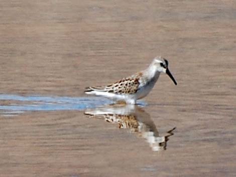 Western Sandpiper (Calidris mauri)