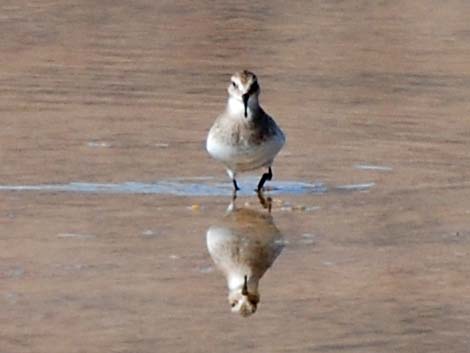 Western Sandpiper (Calidris mauri)