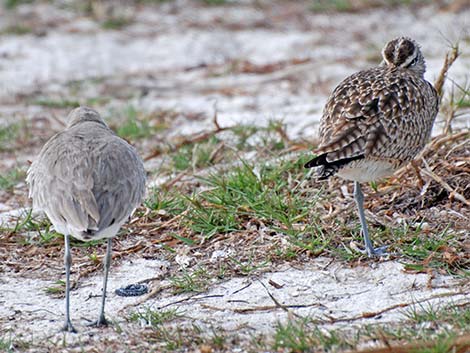 Whimbrel (Numenius phaeopus)