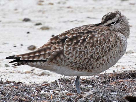 Whimbrel (Numenius phaeopus)