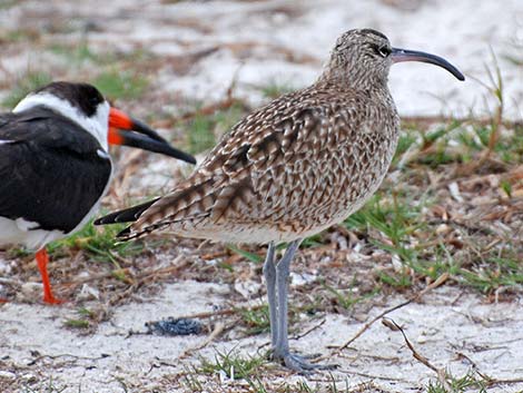 Whimbrel (Numenius phaeopus)