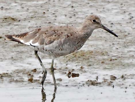 Willet (Catoptrophorus semipalmatus)