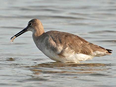 Willet (Catoptrophorus semipalmatus)