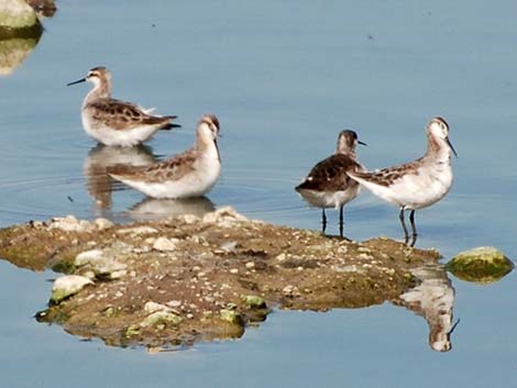 Wilson's Phalarope (Phalaropus tricolor)