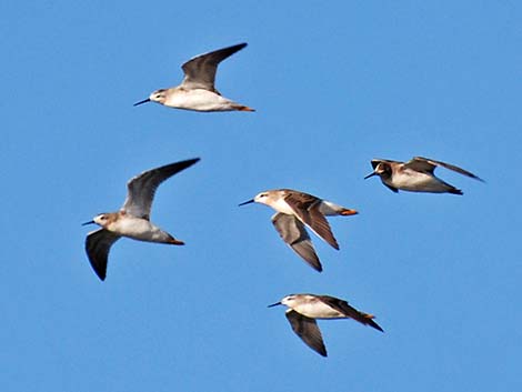 Wilson's Phalarope (Phalaropus tricolor)