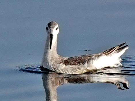 Wilson's Phalarope (Phalaropus tricolor)