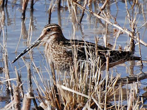 Wilson's Snipe (Gallinago delicata)