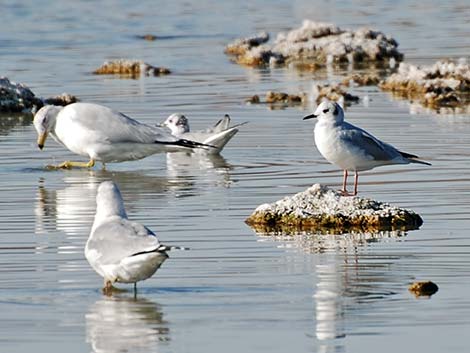 Bonaparte's Gull (Larus philadelphia)