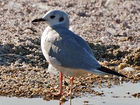 Bonaparte's Gull (Larus philadelphia)