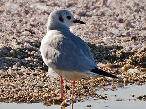 Bonaparte's Gull (Larus philadelphia)