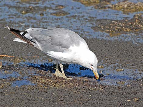 California Gull (Larus californicus)