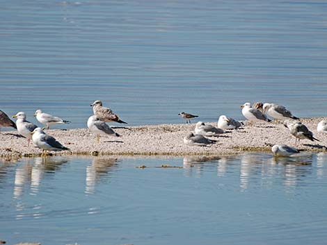 California Gull (Larus californicus)