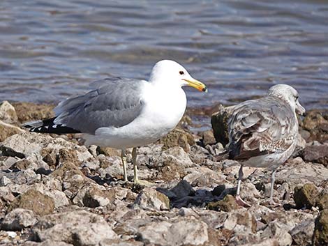 California Gull (Larus californicus)