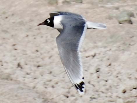 Franklin's Gull (Larus pipixcan)