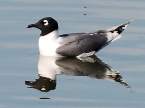 Franklin's Gull (Larus pipixcan)