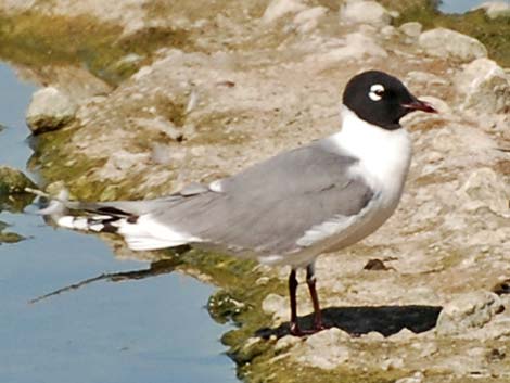 Franklin's Gull (Larus pipixcan)