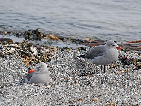 Heermann's Gull (Larus heermanni)