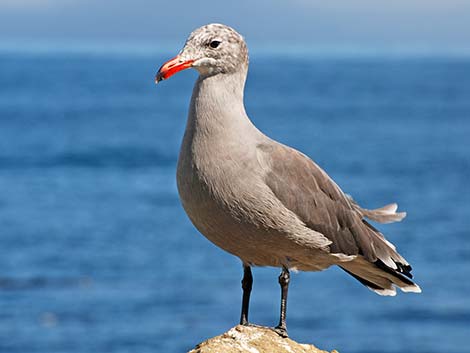 Heermann's Gull (Larus heermanni)