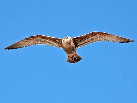 Herring Gull (Larus argentatus)