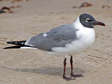 Laughing Gull (Leucophaeus atricilla)