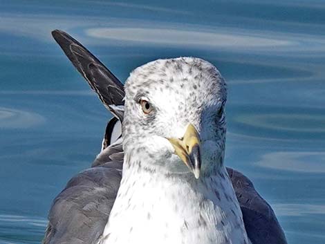 Lesser Black-backed Gulls (Larus fuscus)