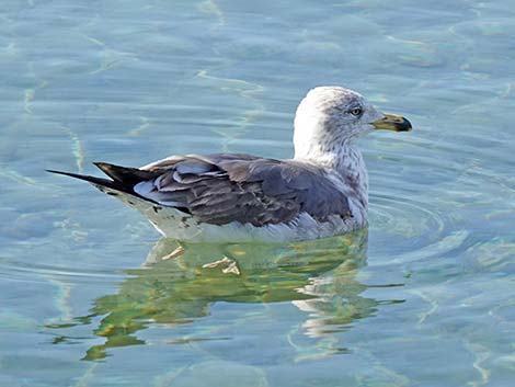 Lesser Black-backed Gulls (Larus fuscus)