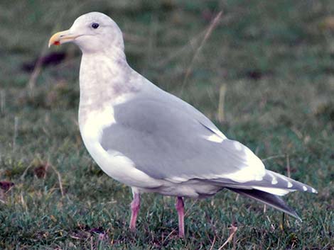 Olympic Gull (Larus glaucescens x occidentalis)