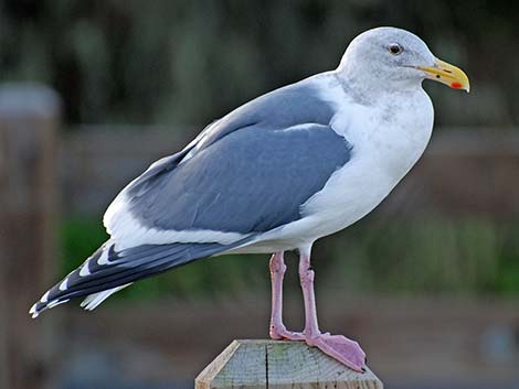 Western Gull (Larus occidentalis)