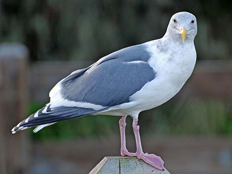 Western Gull (Larus occidentalis)