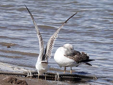 Yellow-footed Gull (Larus livens)