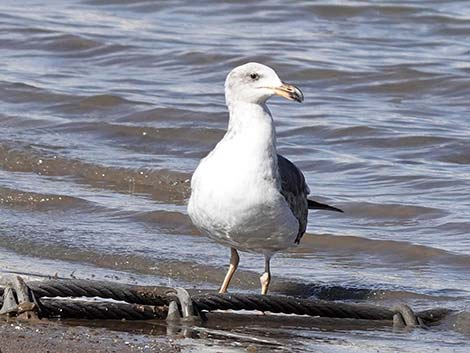 Yellow-footed Gull (Larus livens)