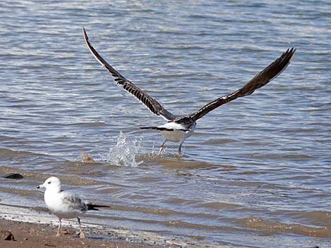 Yellow-footed Gull (Larus livens)