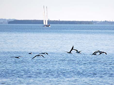 Black Skimmer (Rynchops niger)