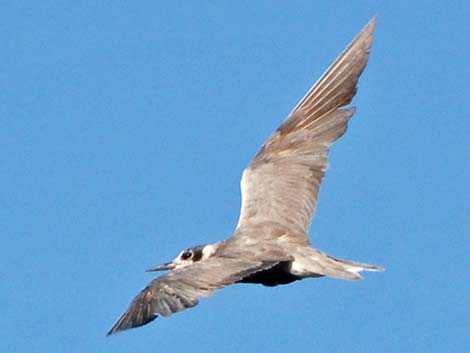 Black Tern (Chlidonias niger)