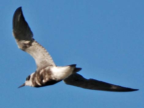 Black Tern (Chlidonias niger)