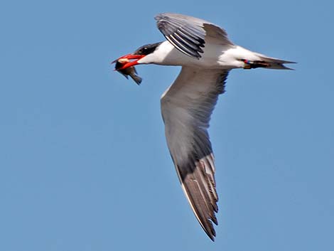 Caspian Tern (Sterna caspia)