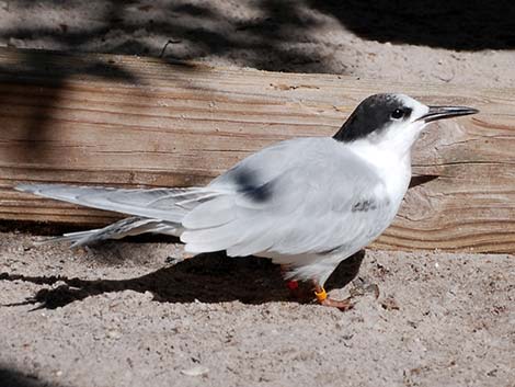 Common Tern (Sterna hirundo)