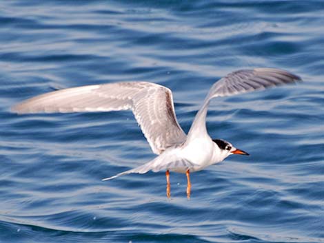 Common Tern (Sterna hirundo)