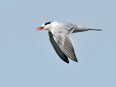 Elegant Tern (Thalasseus elegans)