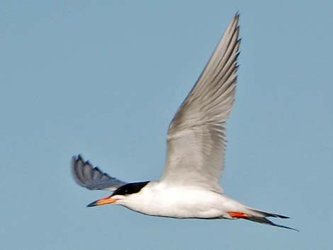 Forster's Tern (Sterna forsteri)