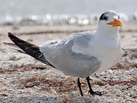 Royal Tern (Thalasseus maximus)