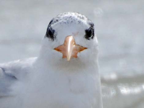 Royal Tern (Thalasseus maximus)