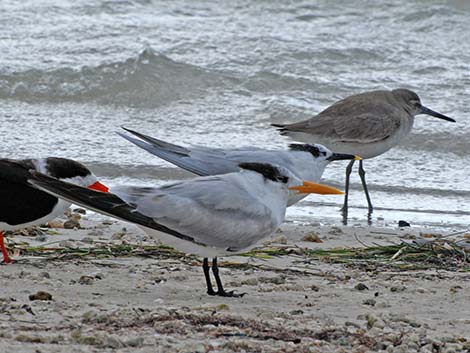 Royal Tern (Thalasseus maximus)