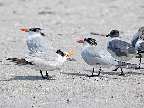 Royal Tern (Thalasseus maximus)