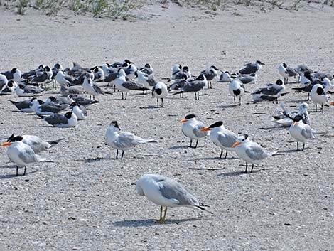 Royal Tern (Thalasseus maximus)