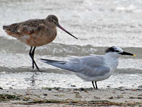 Sandwich Tern (Thalasseus sandvicensis)