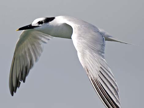 Sandwich Tern (Thalasseus sandvicensis)