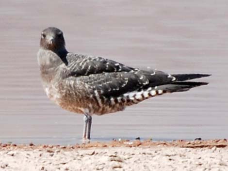 Long-tailed Jaeger (Stercorarius longicaudus)